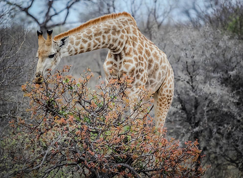 Giraffe Eating Tree